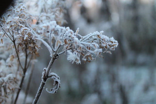 5 cosy, awe-inspiring and grounding free nature activities for winter