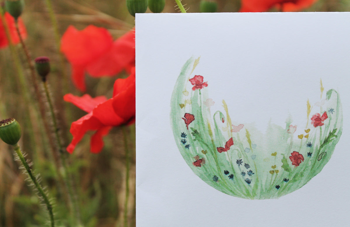 Summer poppy nature guide