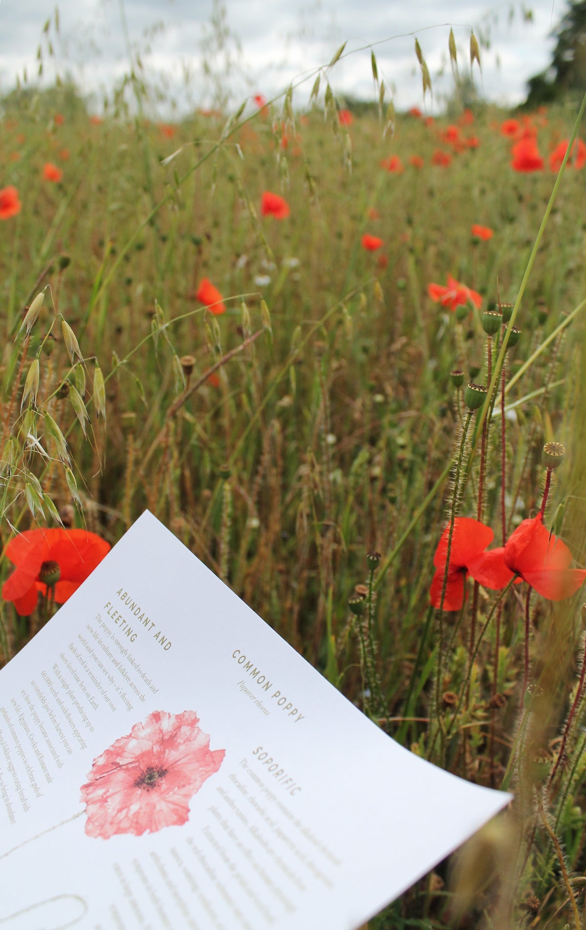 Summer poppy nature guide
