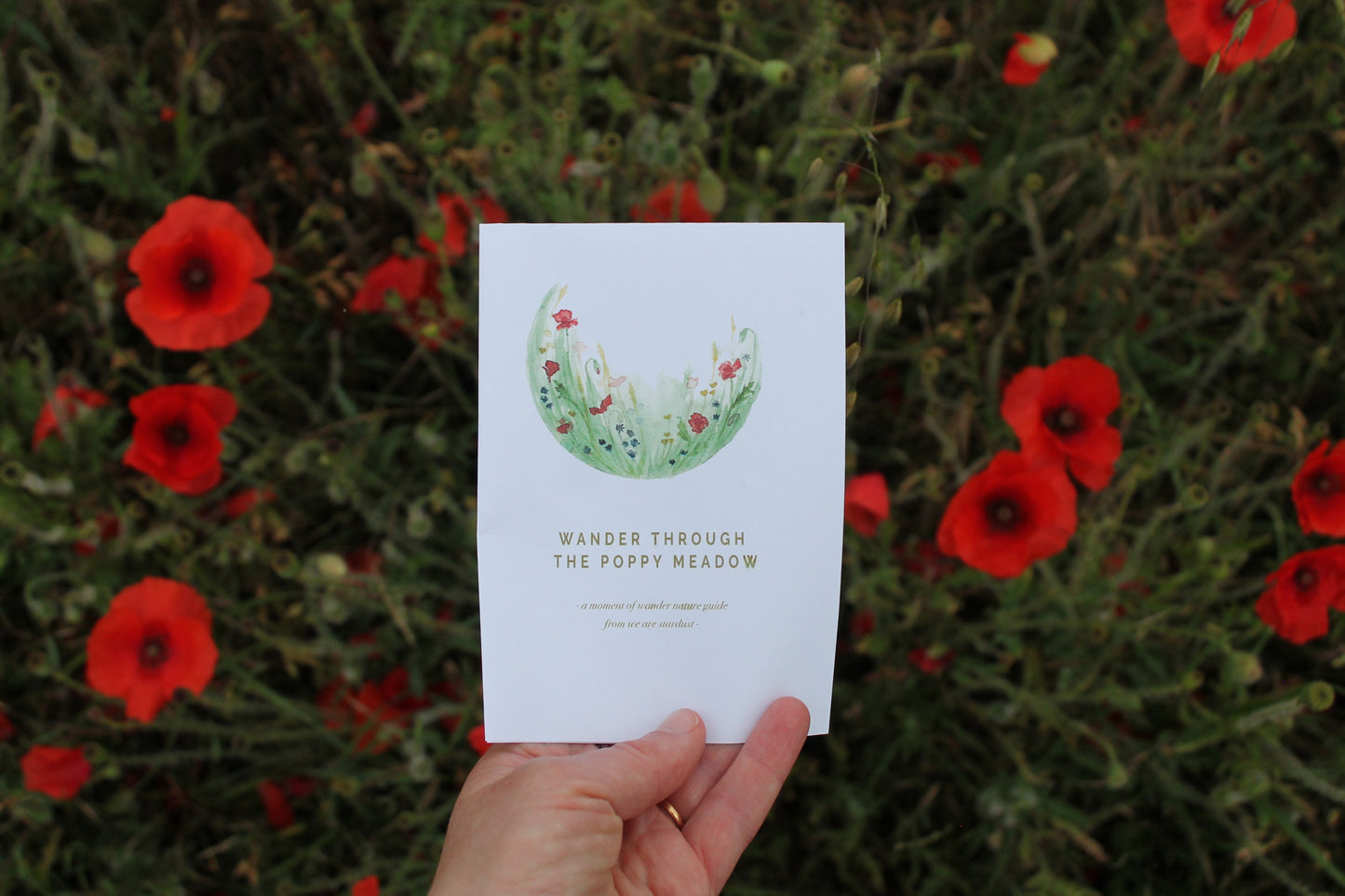 Summer poppy nature guide