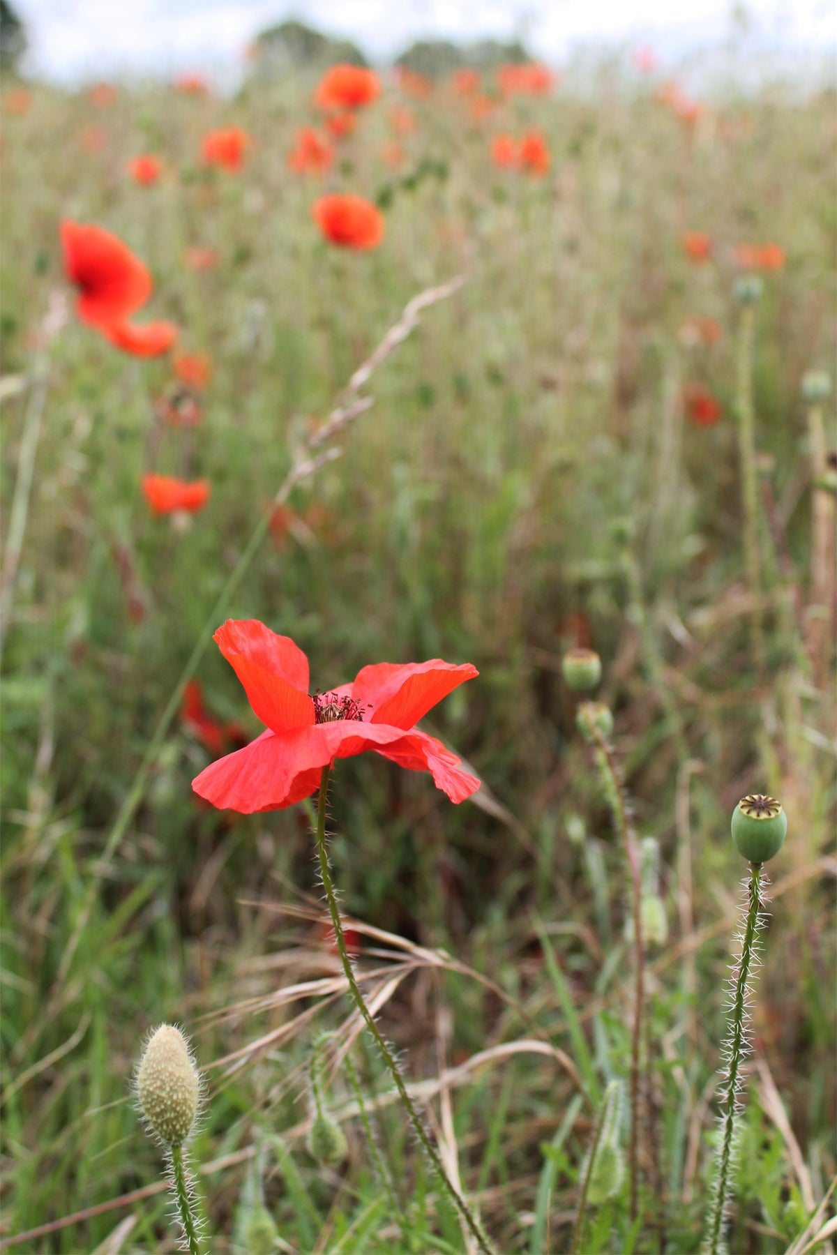 Summer poppy nature guide