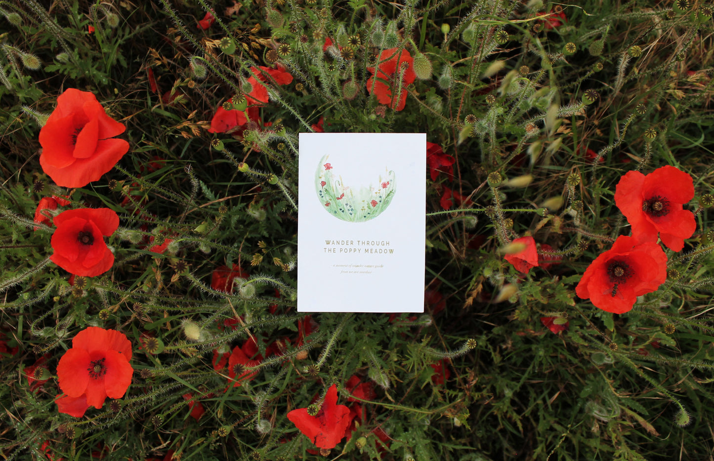 Summer poppy nature guide