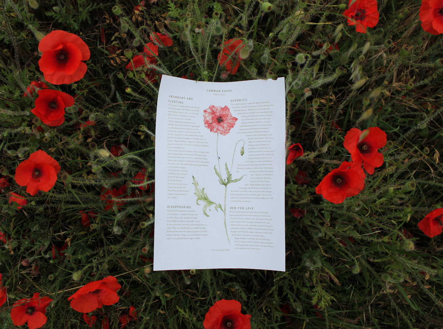 Summer poppy nature guide