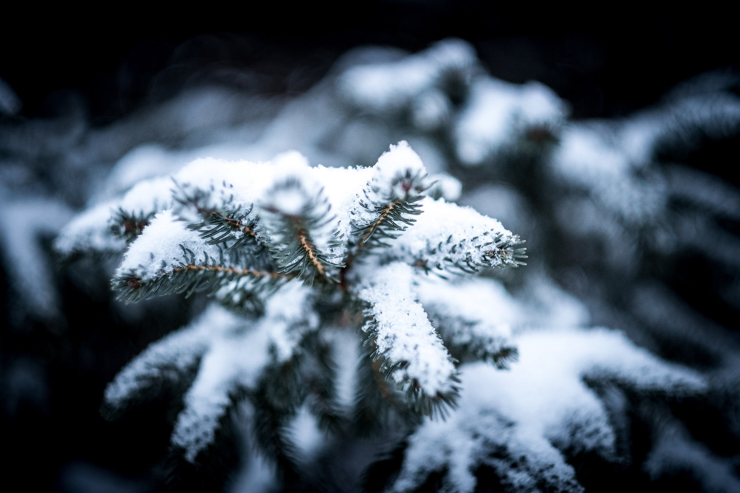 Winter Christmas tree nature journaling workshop