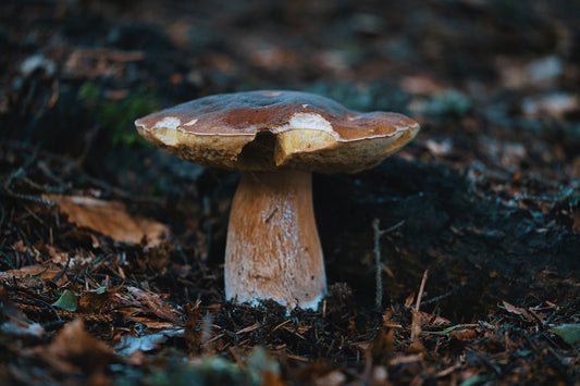 Three mushrooms that connect with trees to look out for this autumn