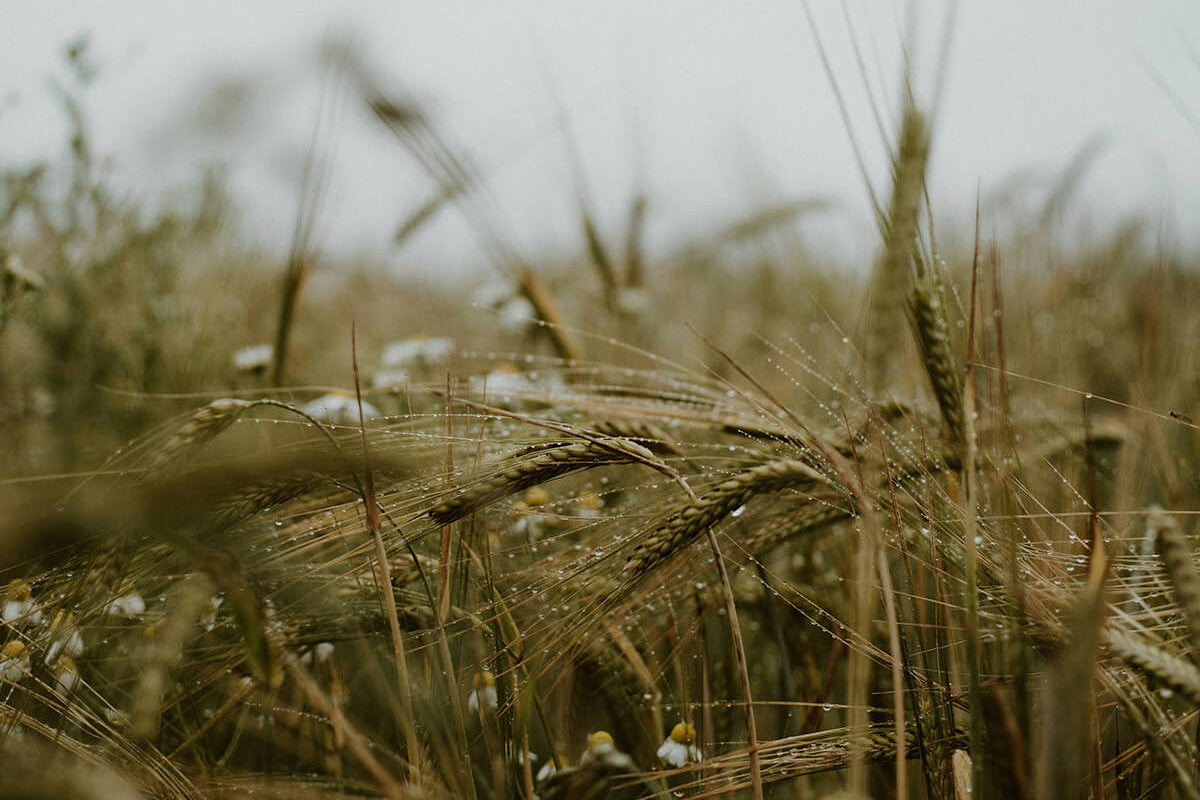 Field of wheat with a blurred background