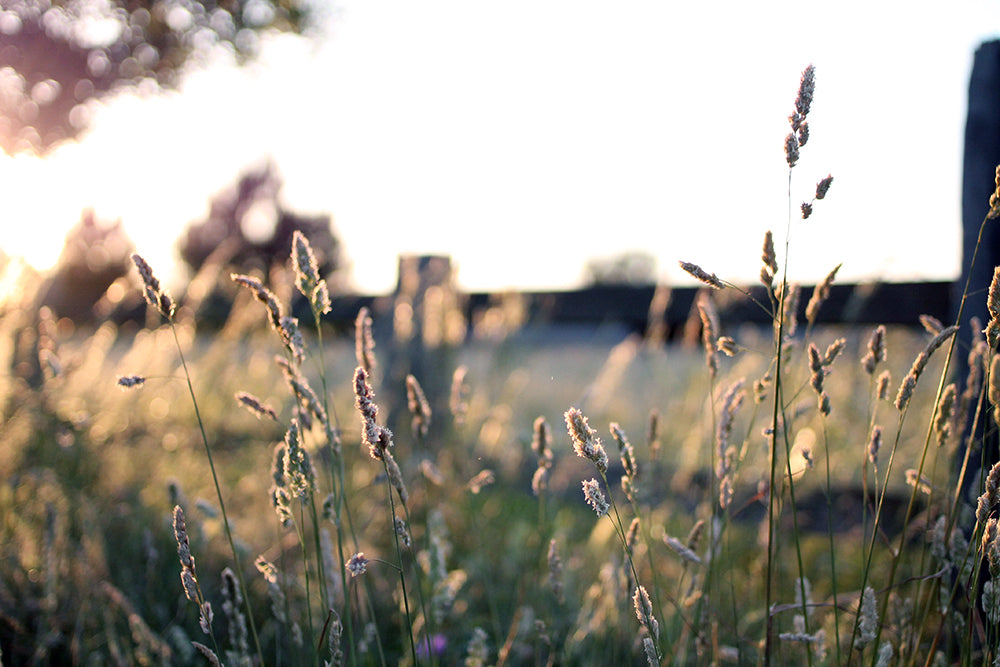 Summer grasses by Agnes Becker, We Are Stardust