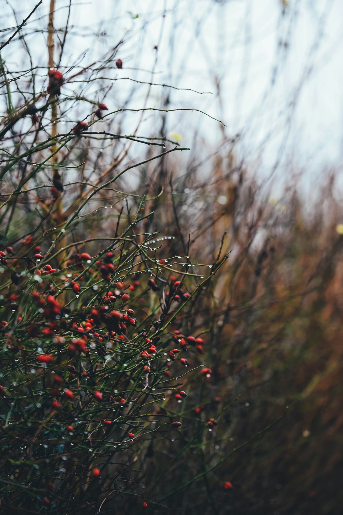 A close-up outdoor shot of a rosehip bush with clusters of small red berries on thin branches, set against a soft-focus background of dry grass and sky.