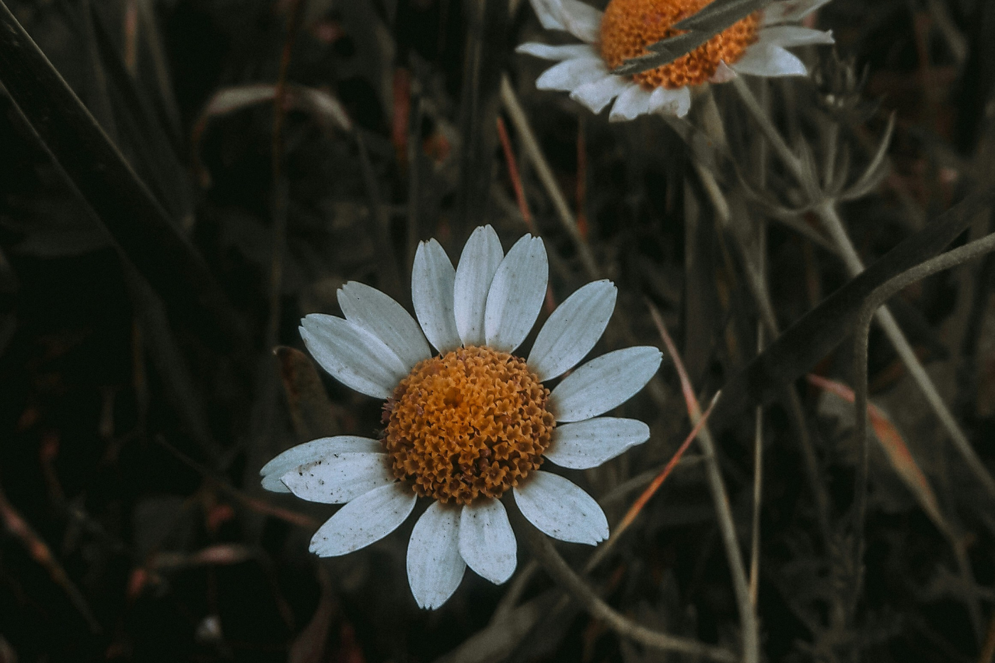 Three white flowers with orange centers in a dark, natural setting
