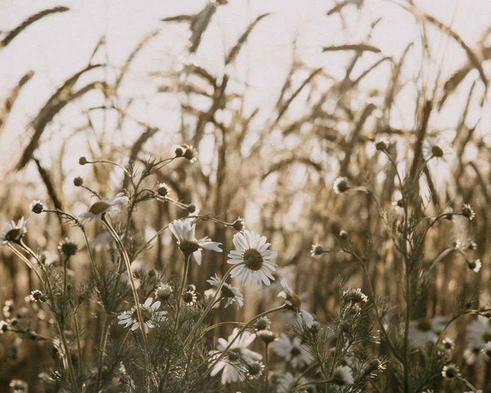 Ox eye daisies and wheat field in summer sunshine