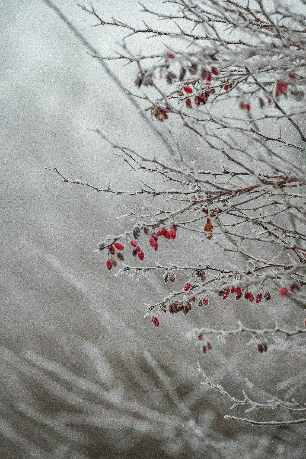 Rosehips in frost