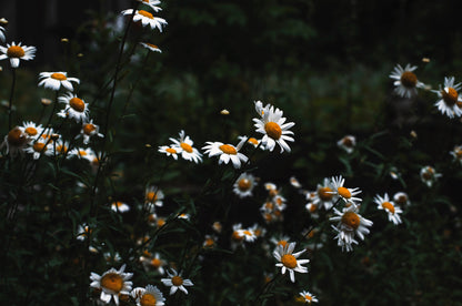 Wildflowers, pollinators & abundance | An evening, mid-summer retreat