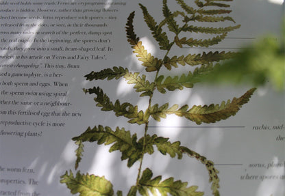 Seasonal nature guides bundle